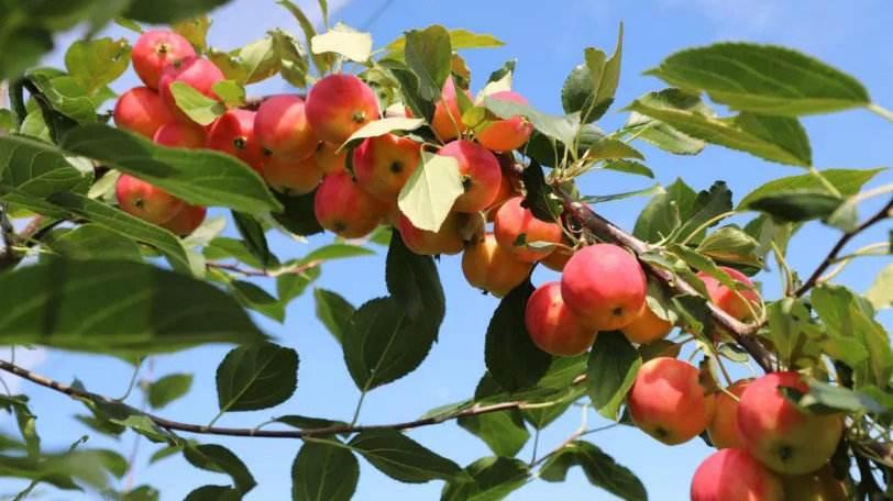 脱贫致富奔小康,走进田间地头助力脱贫攻坚
