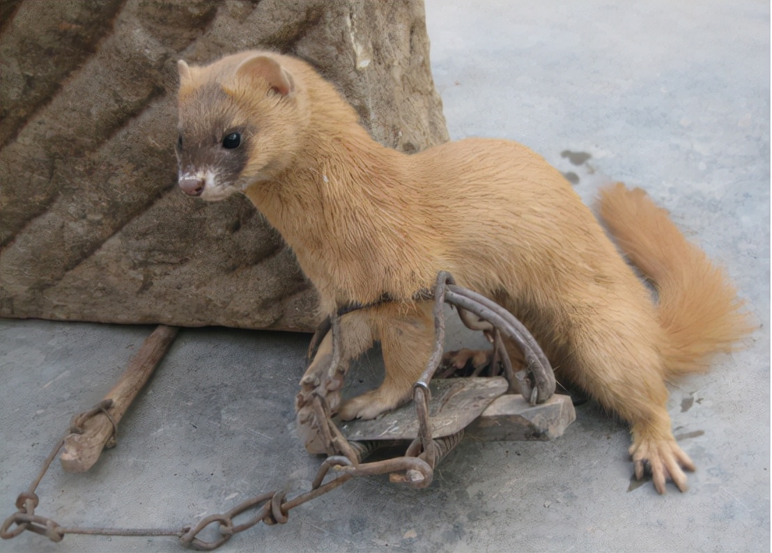 江苏捕杀黄鼠狼案件原视频,俩男子5天非法猎杀24只黄鼠狼