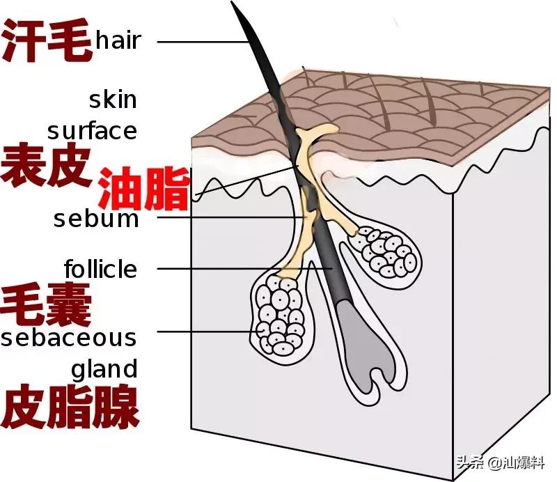 南方人洗澡搓泥吗,南方人洗澡为什么搓不出泥