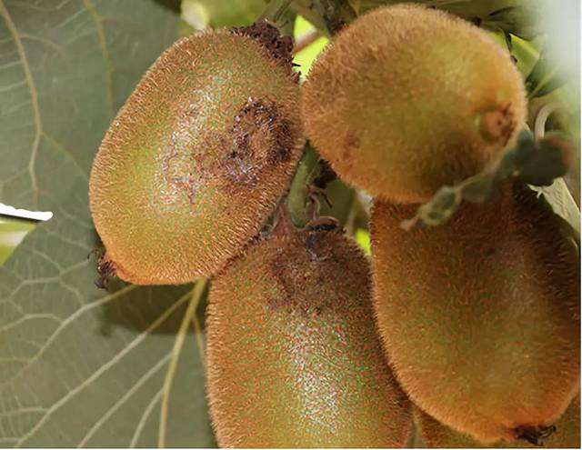 果实防日灼最好的方法,果实保卫战