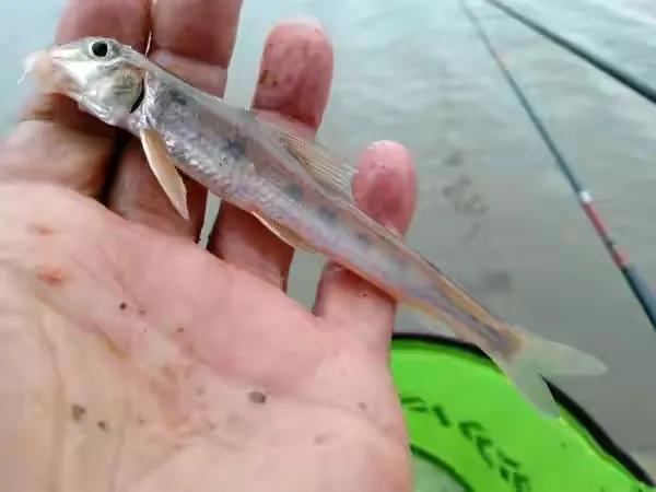 公认最好吃的10种淡水鱼,公认好吃淡水鱼有哪些种类