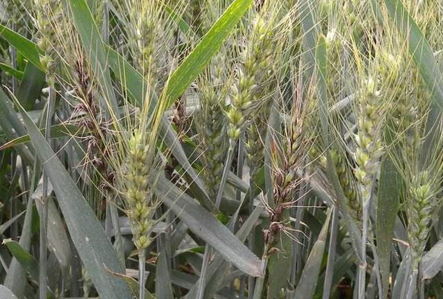 小麦黑穗病的原因及治疗方法,小麦矮腥黑穗病发病规律