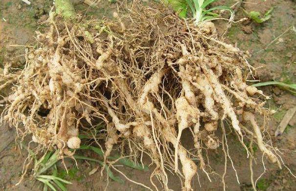 感染了根结线虫的植株怎么治愈,根结线虫危害症状图片叶片