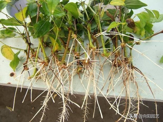 植物快速生根剂如何用,不用生根剂要让植物怎么生根