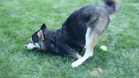 狗狗前脚分叉无力畸形,狗狗前脚畸形是什么样的