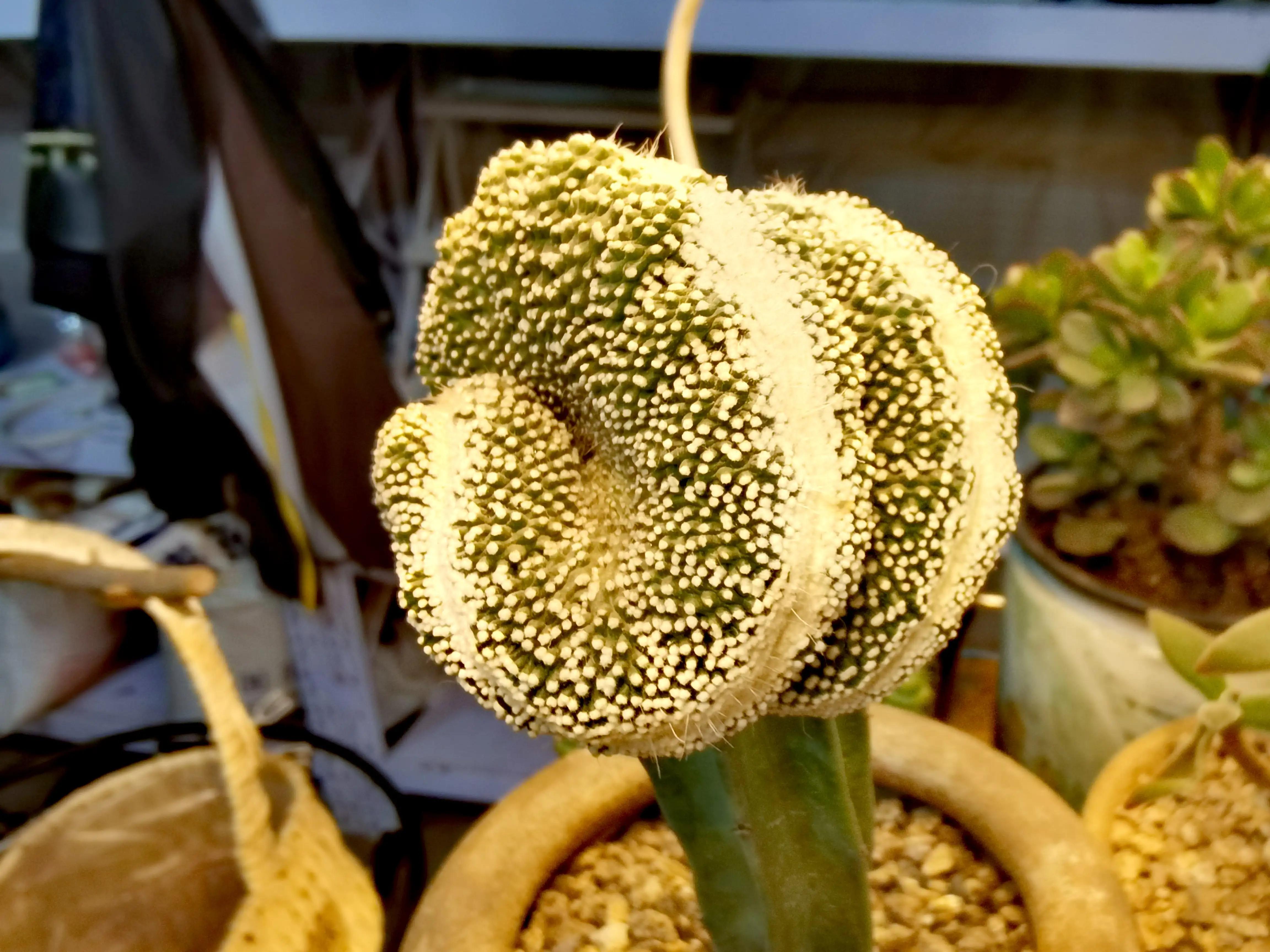 沈阳花卉市场搬哪去了,沈阳花卉市场批发各种绿植