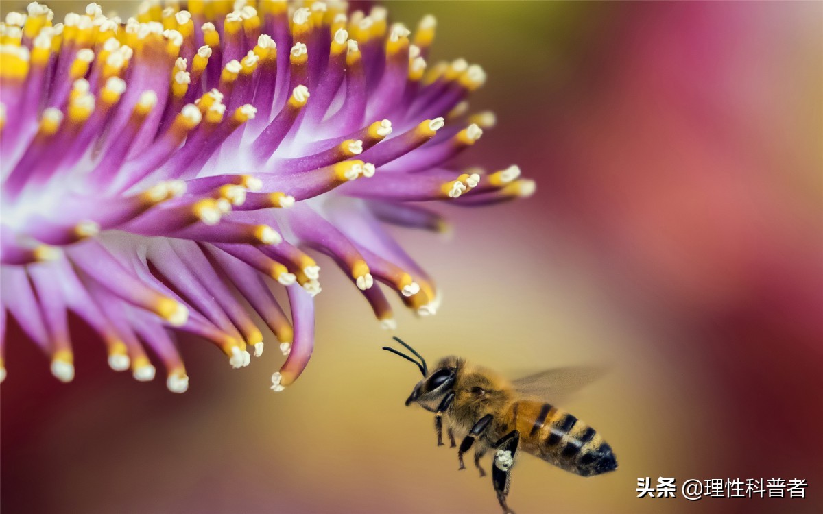 动物语言动物间交流,动物语言大全图解