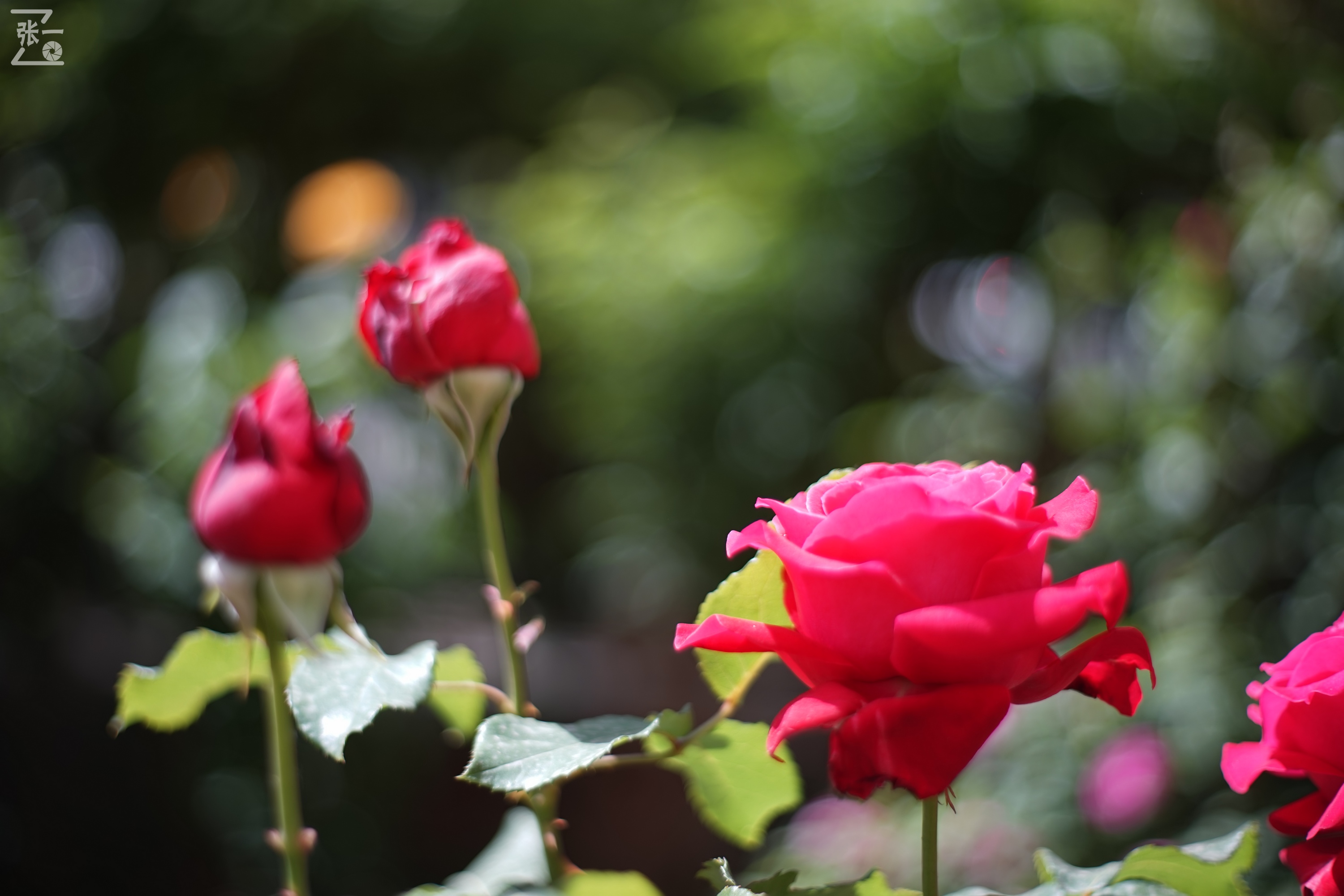 凤凰国产50mm镜头,凤凰索尼e口镜头