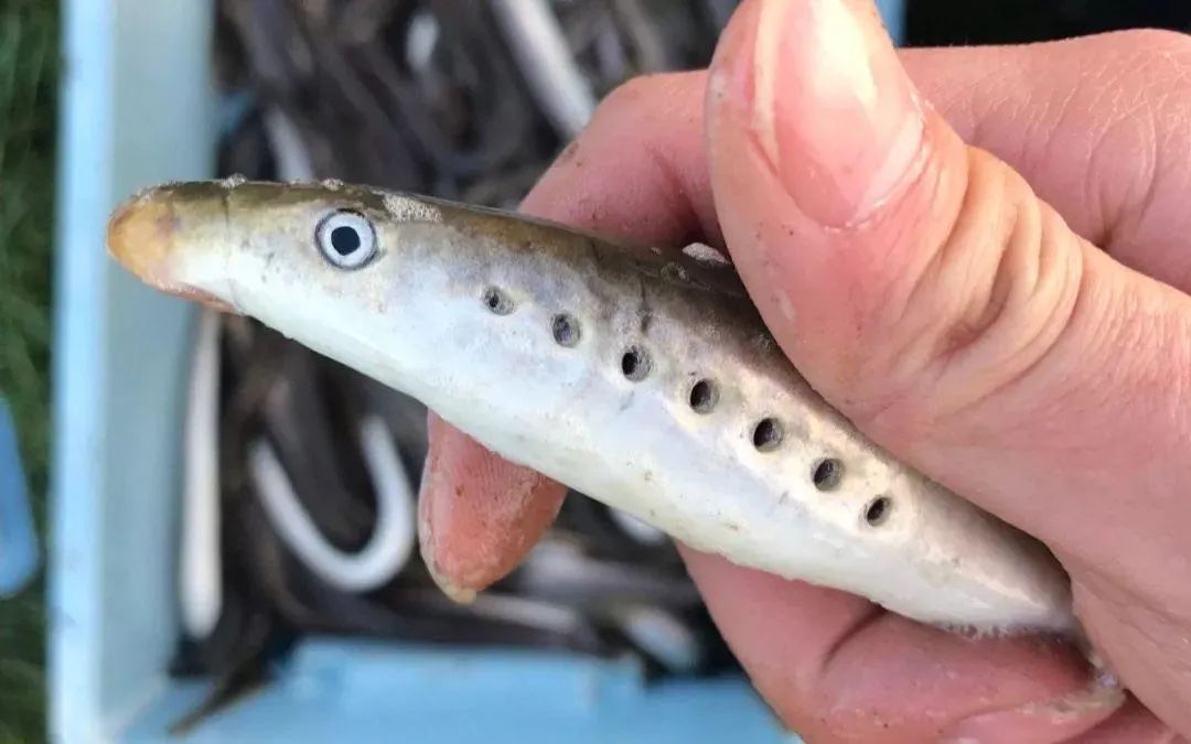 鳗鱼钻入人体的恐怖片名,鳗鱼入侵城市的电影