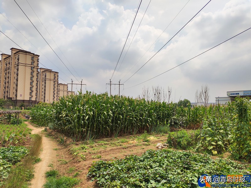 为2023亚洲杯建造的足球场,亚洲杯青岛青春足球场