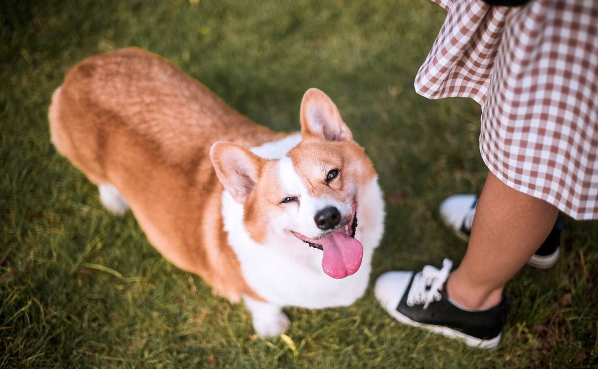 哪种狗最好养最聪明又便宜,宠物市场哪种狗最受欢迎