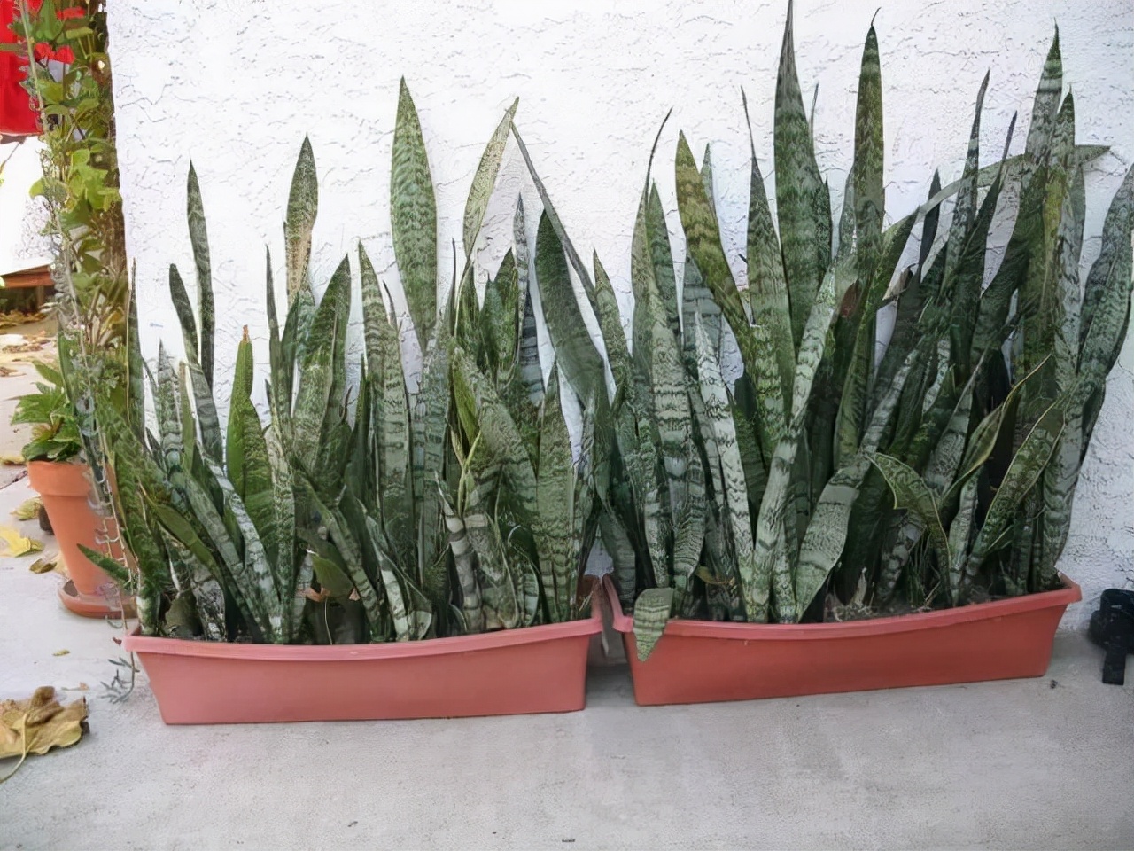 厕所里能养什么花除异味,厕所养什么花草能除味