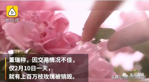 情人节52支玫瑰价格贵吗,情人节史上最贵玫瑰