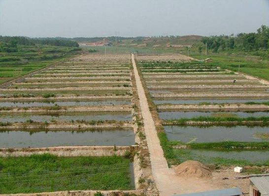 泥鳅养殖成本和利润是怎样的,泥鳅养殖多少钱利润高些