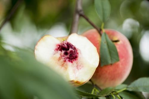 安丘大爷种的蜜桃样子丑，价格竟比普通桃子贵5倍，看看长啥样