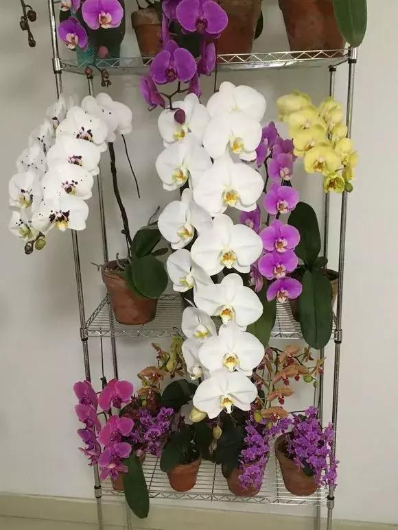 最好养爱开花的兰花,四季能开花的兰花有哪些