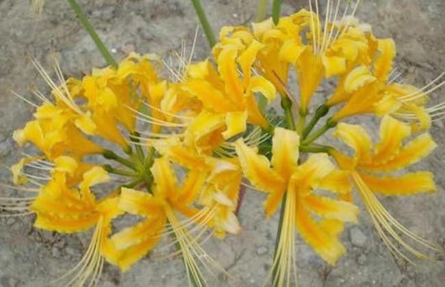 不一样的彼岸花,彼岸花什么颜色好看