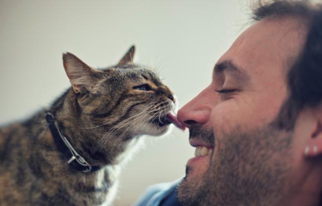 猫咪舔毛的时候也舔你表示什么,猫咪反复舔一个地方怎么解决