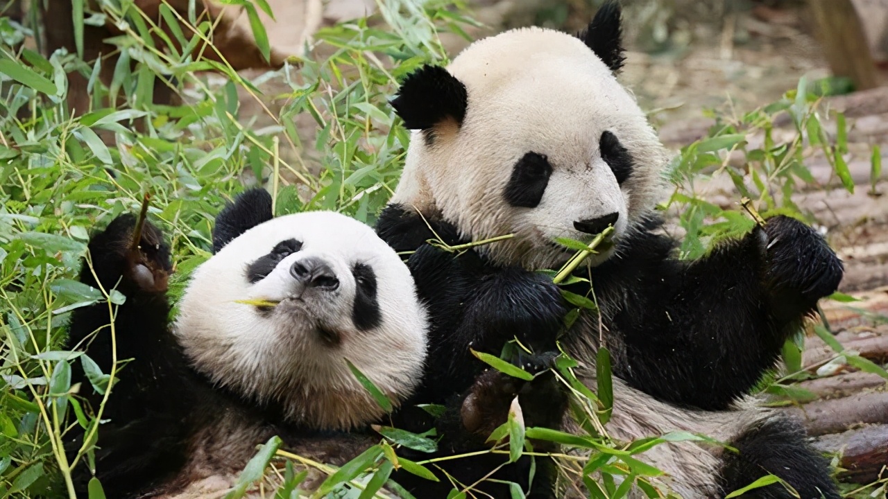 成都是诗意的城市,成都是一个充满诗情画意的城市