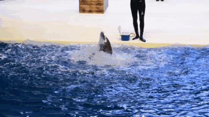 二月份临沂海洋世界主题公园,临沂海洋世界门票哪些人免票