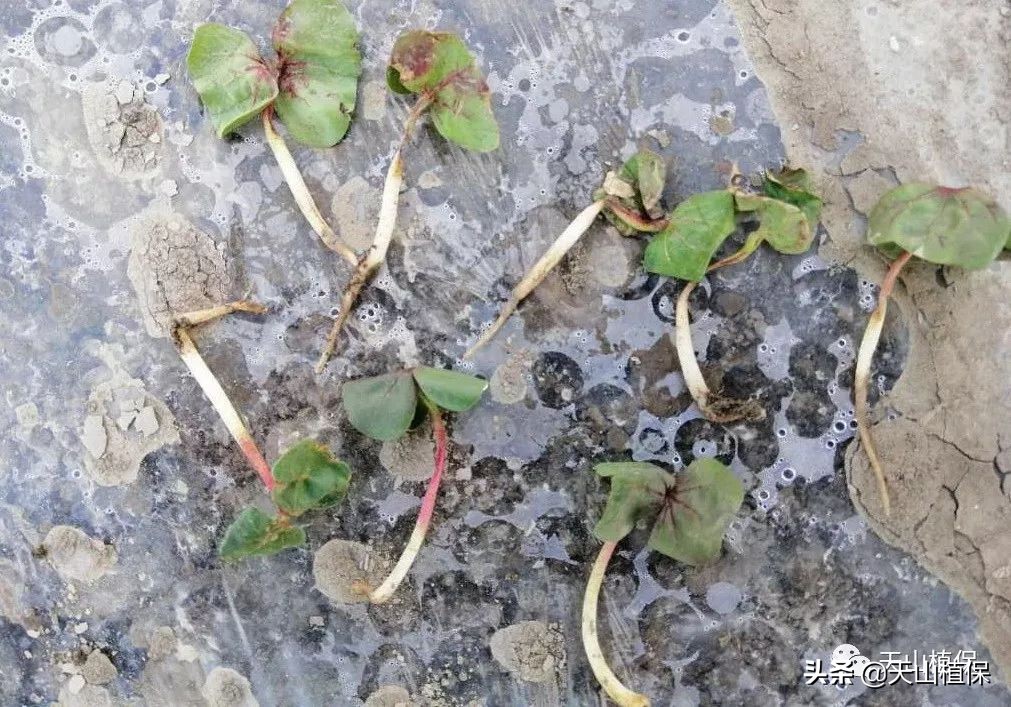 棉花除草剂药害2020年,棉花地除草剂药害解决方法