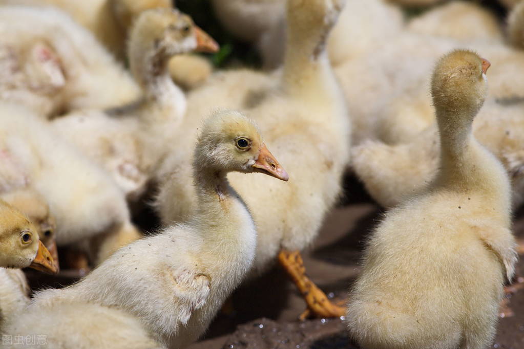 15日龄朗德鹅关节肿瘫痪如何治疗小鹅腿肿脚肿是什么病