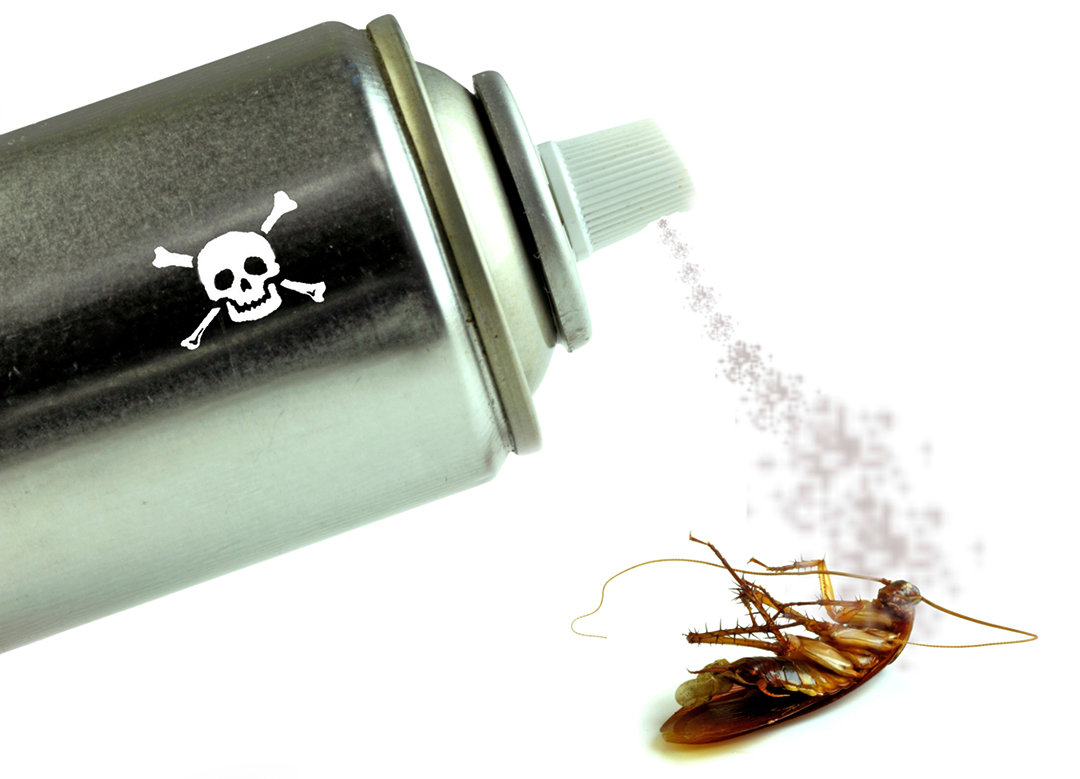 只要发现一只蟑螂家里就有上千只,发现一只蟑螂其实家里就有几十只