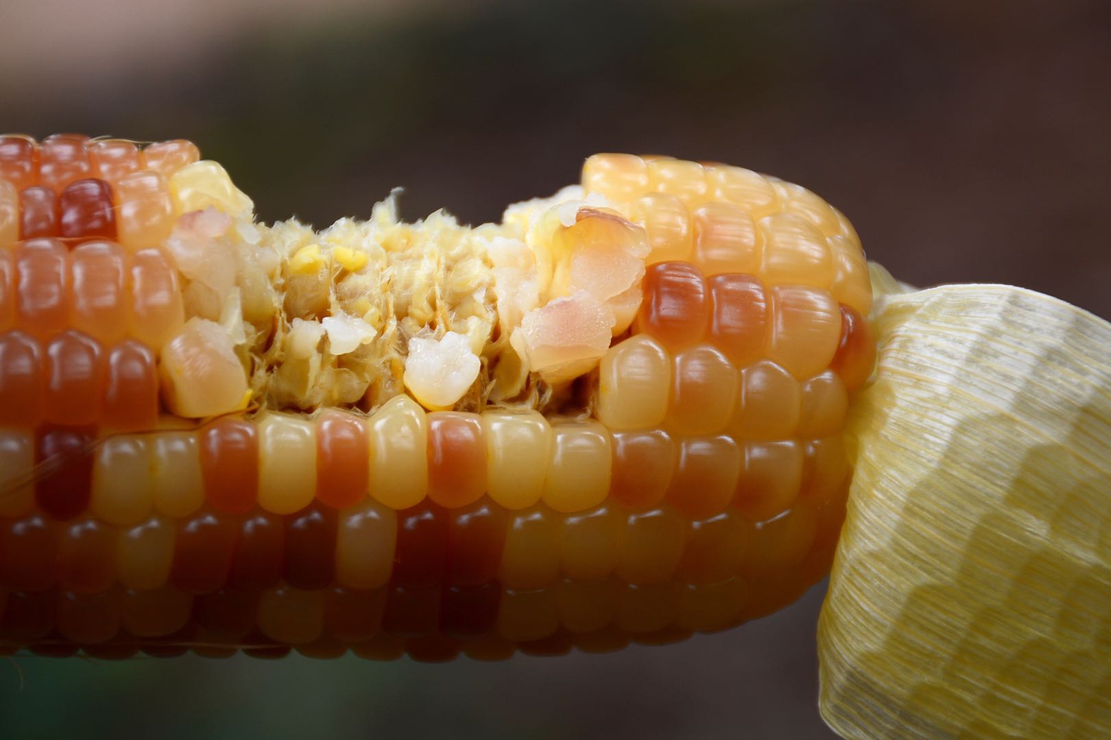 西双版纳香糯小玉米非转基因,云南西双版纳香糯小玉米