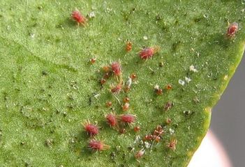 大樱桃如何防治果蝇虫害,樱桃园果蝇怎么防治