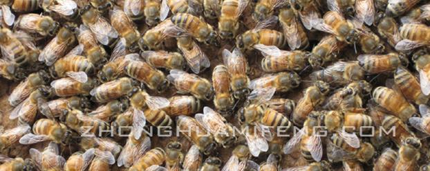 蜜蜂养殖技术中级教程,蜜蜂养殖专业技术书