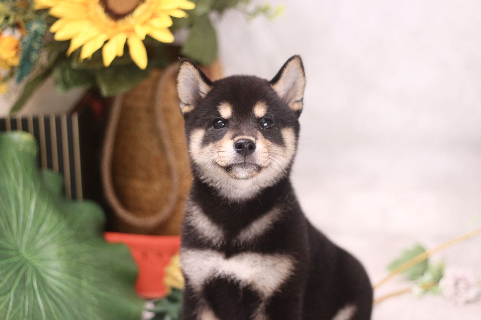 本地犬舍出售纯种精品柴犬幼犬,北京比较靠谱的纯种柴犬繁殖犬舍