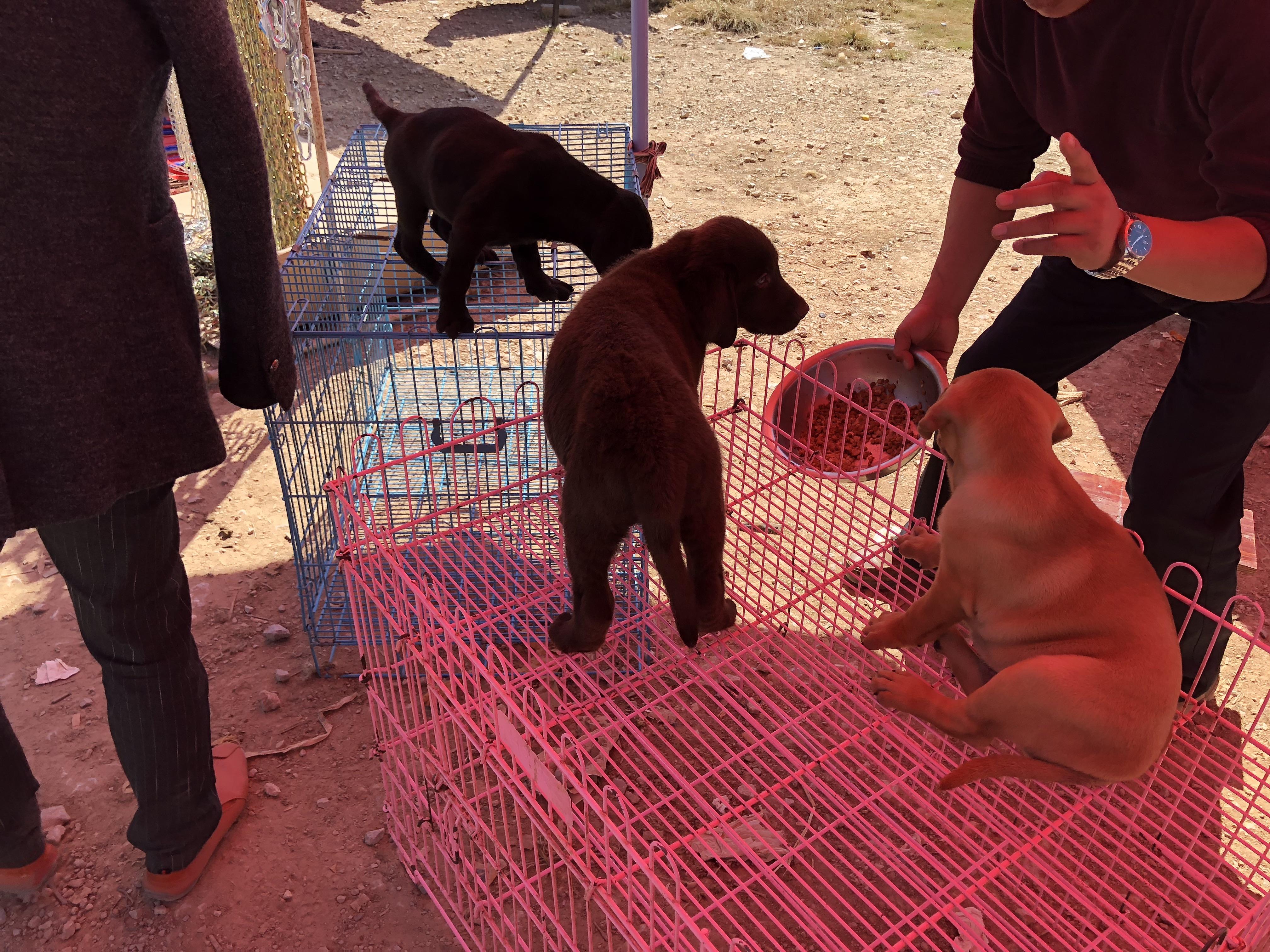 拉布拉多狗市买什么,去狗市买拉布拉多需要注意什么