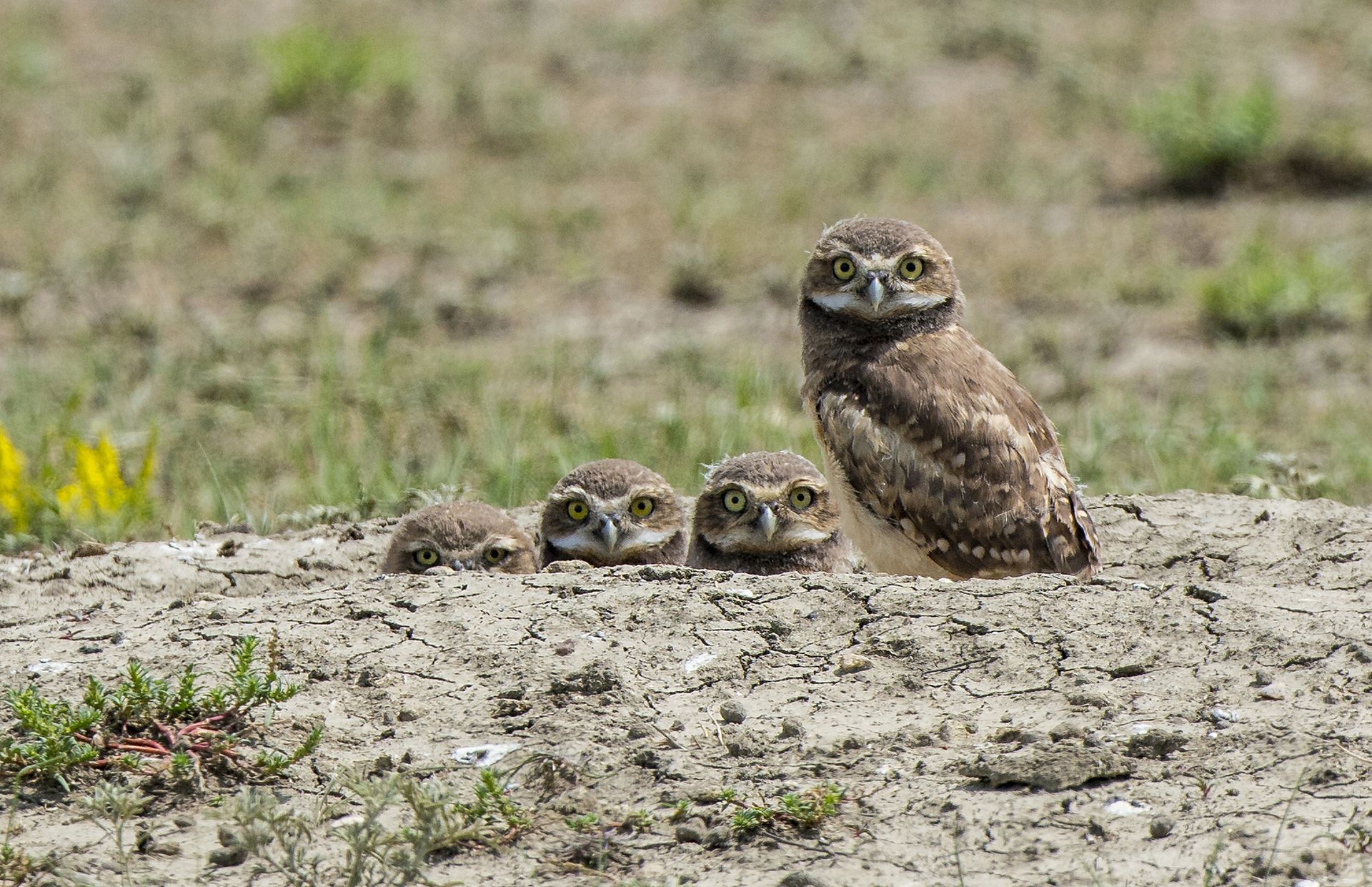 棕熊打各种熊和各种动物画面,动物和熊斗的视频