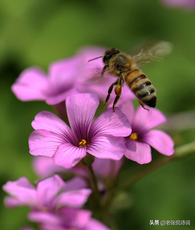 诗人看到蜜蜂采蜜，写下一首唐诗，其中却有强烈讽刺