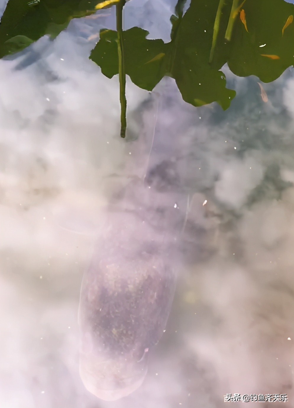 钓到大鱼被鱼咬到隐身部位,男子钓鱼被蛇咬伤