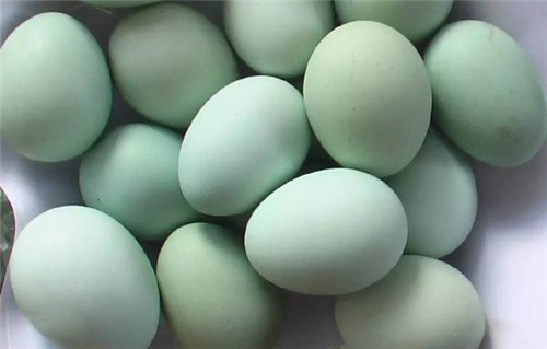 史上最贵的黑鸡,中国最稀有的鸡黑鸡