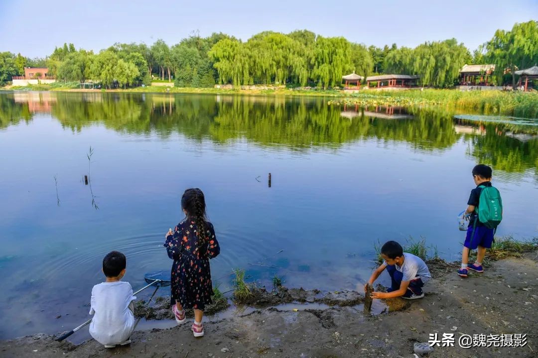北京北坞公园里的京西稻又熟了，曾经只有皇上才能吃上这儿的大米