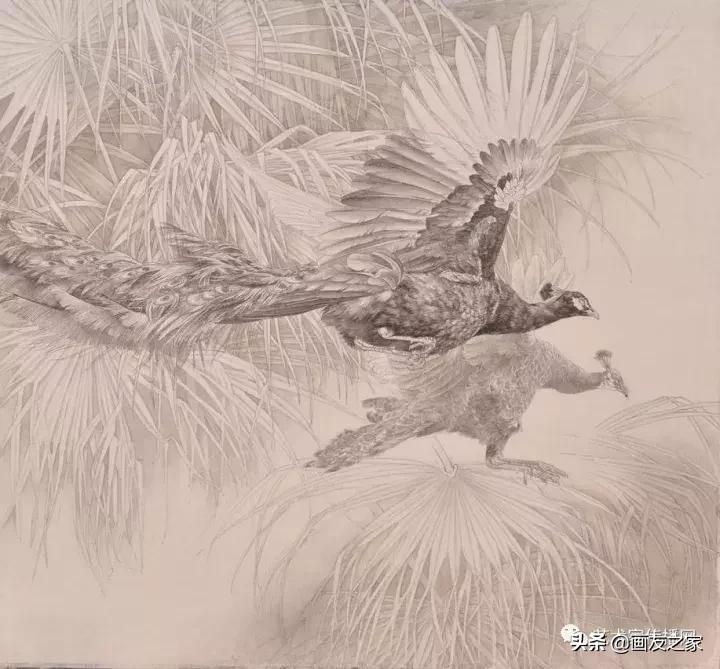 工笔孔雀上色步骤详解,工笔最顶级逼真孔雀画精品