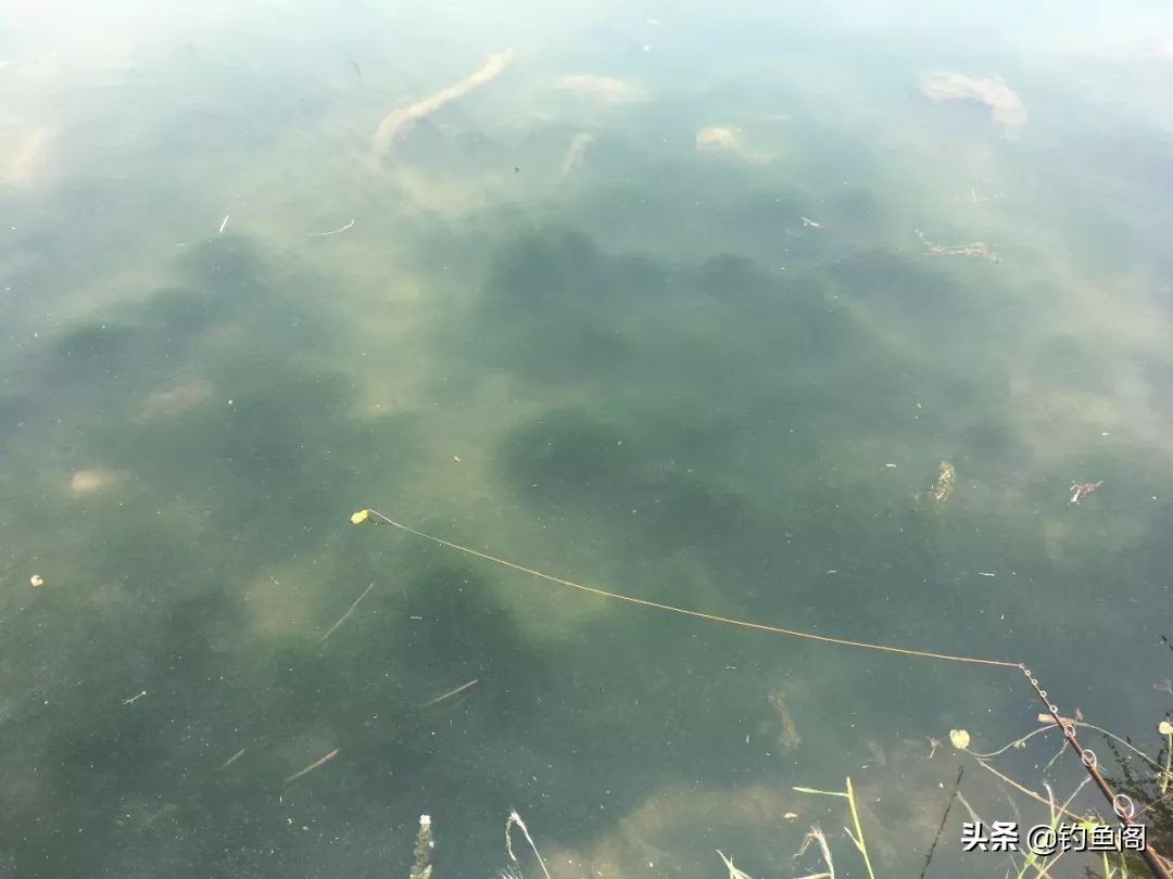 路亚新手钓黑鱼装备推荐,路亚黑鱼纺车轮选3000还是4000