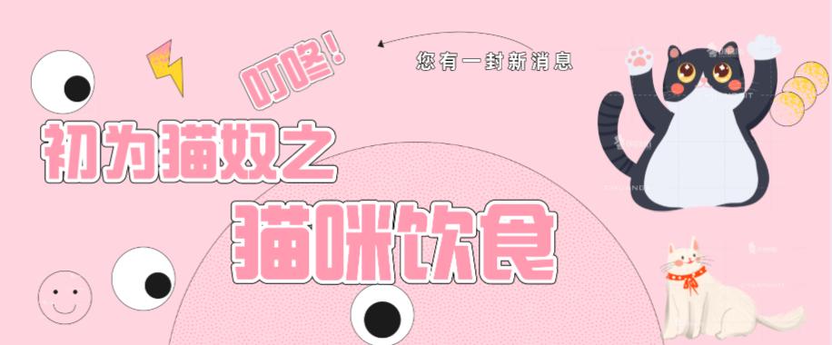 初为猫奴,新手猫奴必读