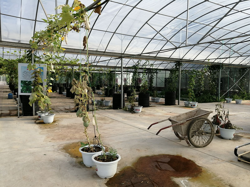 晨练路上感受田园气息,西固区河口镇张家台田园小镇