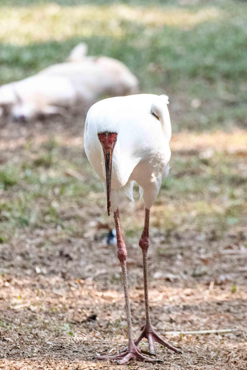 广州长隆野生动物世界旅游攻略,长隆野生动物世界攻略2-3天广州游