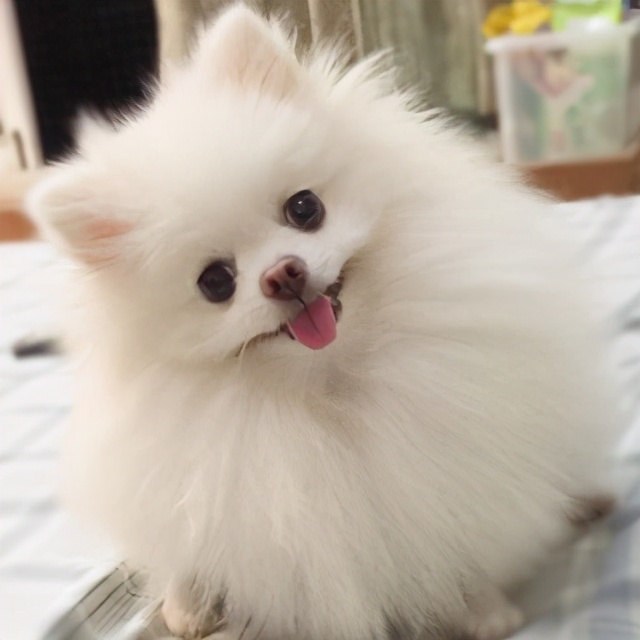 如果博美幼崽一直叫怎么办,博美吃东西一碰就呜呜叫