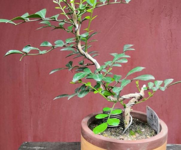 九里香掉叶子烂根怎么解决,九里香盆栽烂根怎么补救