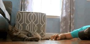 猫和主子玩装死游戏,在猫面前装死猫的反应