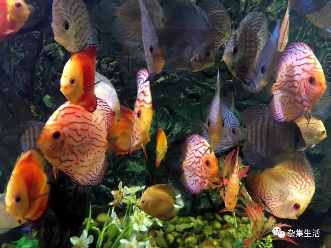 热带观赏鱼哪种容易养,热带小型观赏鱼饲养难易程度排名