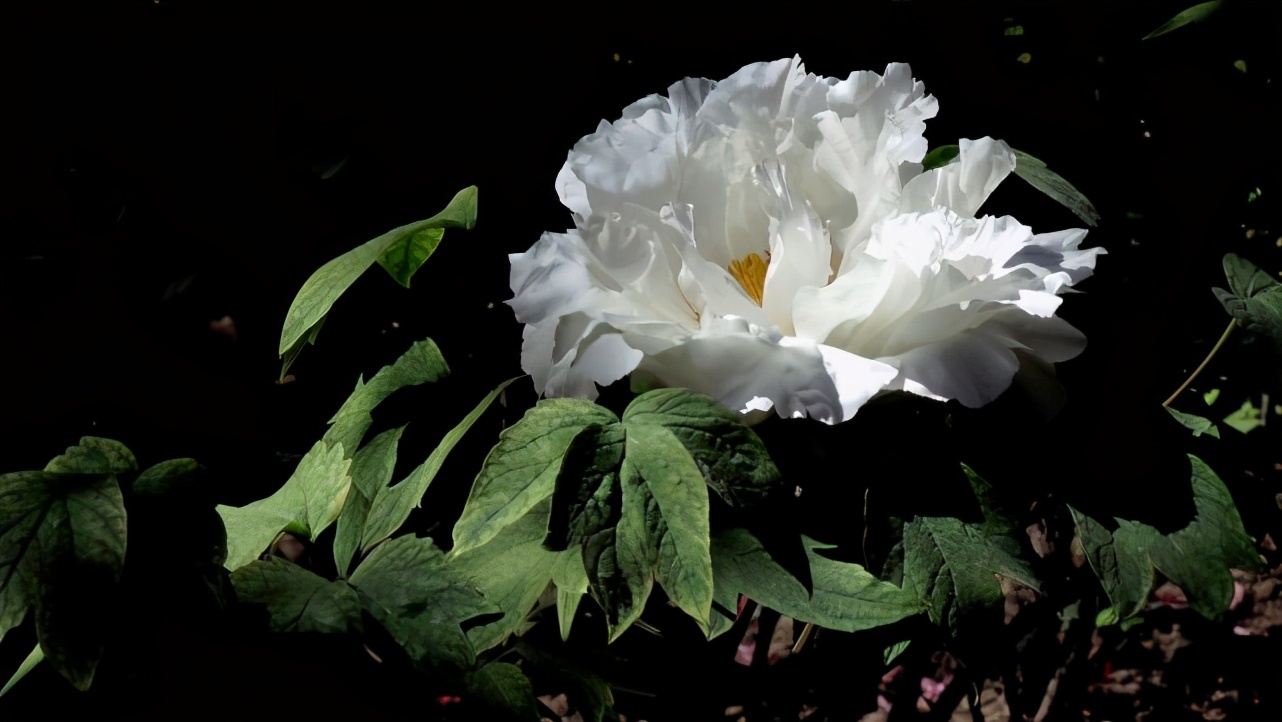 水瓶座很冷漠也很善良,水瓶座看似随和无主见