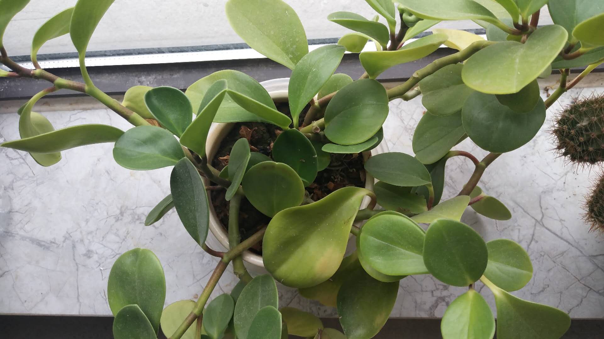 碧玉不绿,碧玉料子不好怎么养