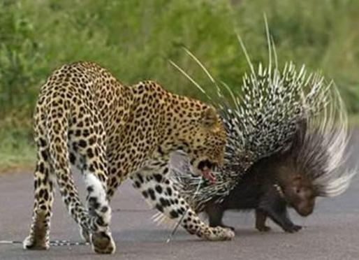 豪猪怪和犀牛怪,豪猪是不是骗局