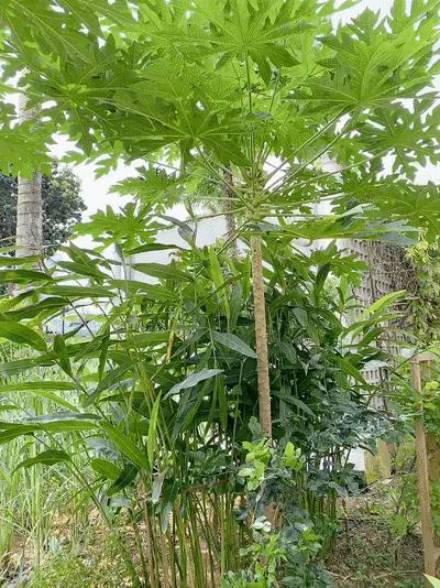 新加坡十大必住酒店,在新加坡住酒店多少钱